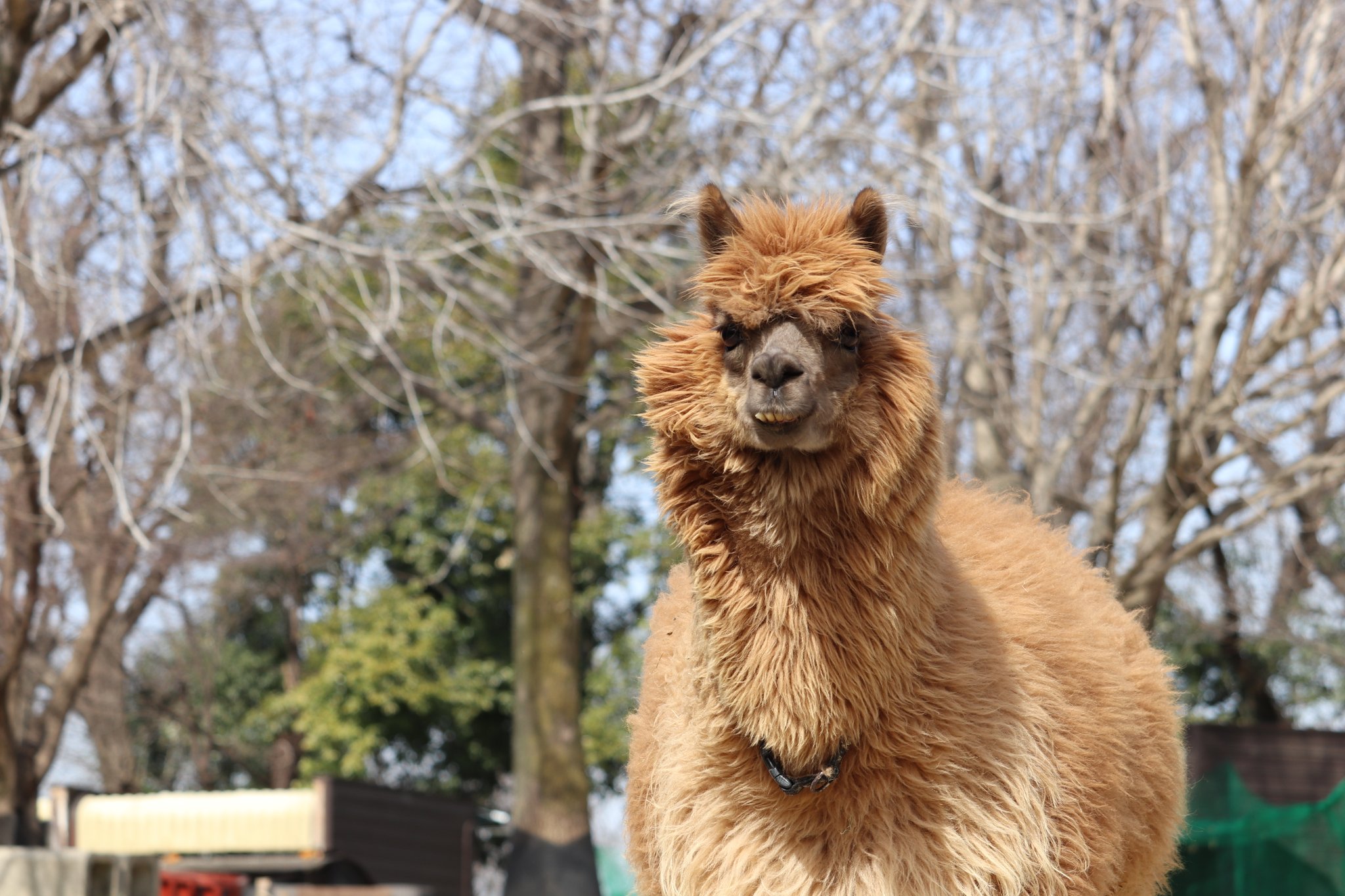 埼玉県こども動物自然公園 公式 カメラを構えたらよってきて 顔のにおいをかがれました 写真を撮らせてください アルパカのモカ 冬季限定展示 飼育係あるある T Co Qbkbpdzmdm Twitter