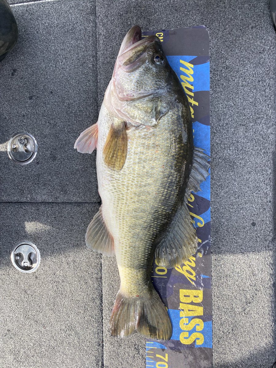 KANNAM23880199's tweet photo. 人生初の琵琶湖で
朝一一投目で自己記録フィッシュ

・53.5cm

その後お昼過ぎに、さらに記録更新

・63cm/4200g

夢がありすぎる。そしてクオリティ良すぎる。

とにかく、自己記録60up確保できました😀

※写真は全部60upです。

#琵琶湖
#嶺山ガイド
#カバースキャット
#バス釣り https://t.co/nCHuaRG3TM