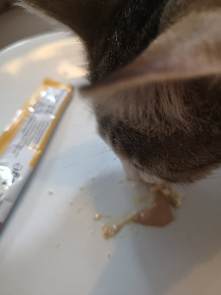 The battle of trying to avoid eating medicine. Dad crushed the pill and mixed it with cat yoghurt. My tounge is so supple it can miraculously miss the small chunks of pill and get only the yoghurt. Dad is 😡 😹