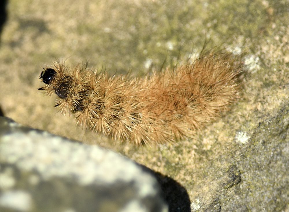 andyjonesfoto1's tweet photo. Ruby Tiger Moth Caterpillar, Peak District - 28th Feb 2021. @Natures_Voice @BritishMoths @savebutterflies @PeakDistrictNT @peakdistrict #RubyTigerMoth #Caterpillar #PeakDistrict #Local https://t.co/t5QYvIJgtr