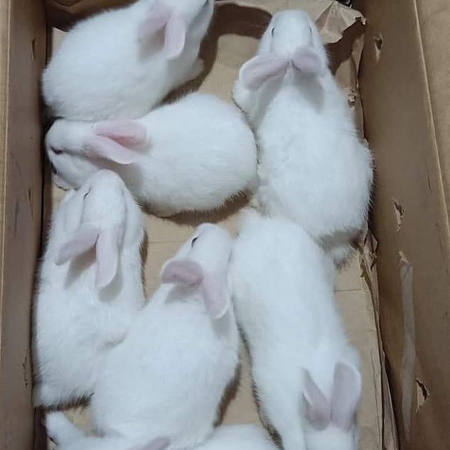 DaveDan FARMS Jos wish to appreciate the Bauchi State College of Agriculture ( BSCOS ) for the purchase of these rabbits from our farm and Alhaji Kabiru Ibrahim for facilitating the transaction .
We look forward to doing more business with BSCOA. Quality is our focus 
08033848591