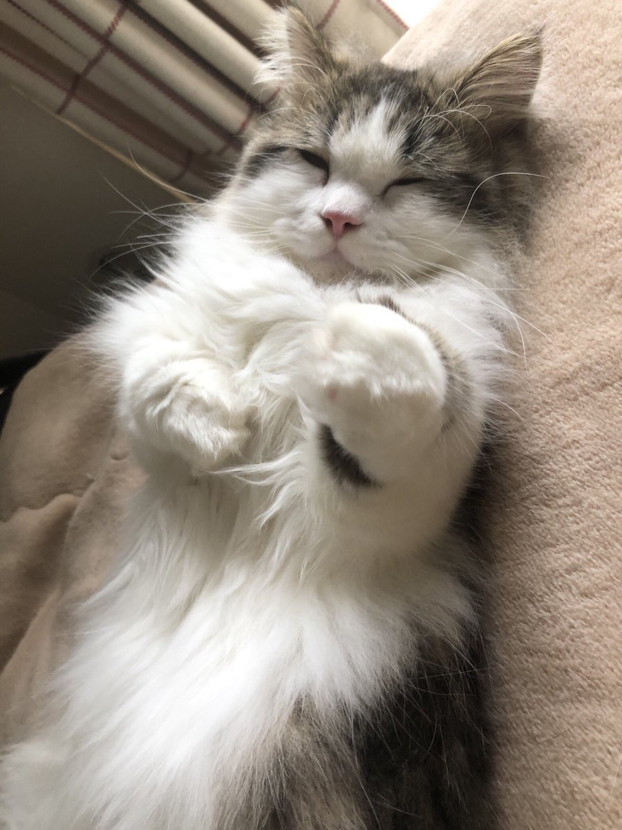 猫のミオちゃんねる Mio Channel Cat16mio Twitter 猫のミオちゃんねる Mio Channel Cat16mio Twitter