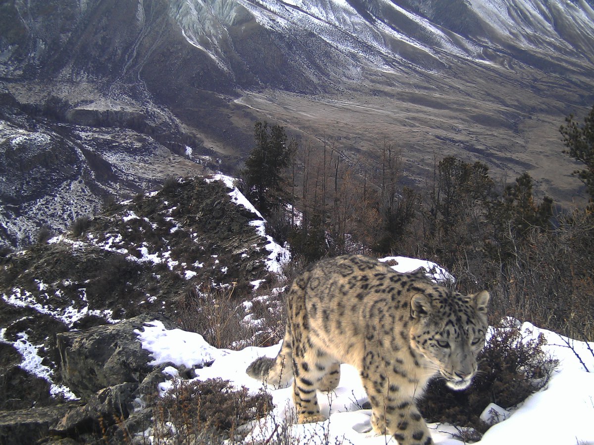 🐾Горячее фото! Только что с фотоловушки!
В качестве исключения и в честь Дня кошек в России ученые Сайлюгемского национального парка выдали новый кадр снежного барса. Снимок получен несколько дней назад, во время первого этапа учета снежного барса на территории парка.