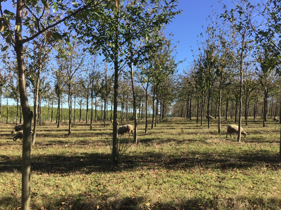 euraknos's tweet photo. Did you know that more than 95% of the searchable data integrated by the TN deal with agriculture ? The EURAKNOS analysis of the thematic network showed a large number of topics dealing with crops followed by livestock, and with a much lower content on forestry and agroforestry. https://t.co/Git1GlUUEj