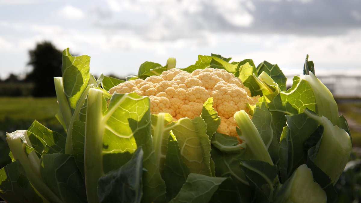 Eerste tussentijds rapportage project Duurzame #Bloemkool: onderzoek naar het effect van het niet onderwerken van strorijke stalmest in de bloemkooleelt <a href="/ProvincieNH/">Noord-Holland</a>  <a href="/greenportnhn/">Greenport NHN</a>  @https://www.vollegrondsgroente.net/eerste-rapportage-project-duurzame-bloemkool