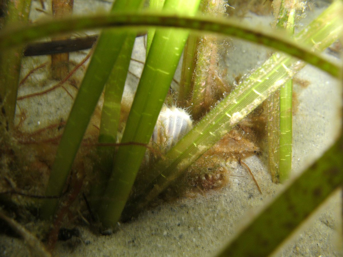 401scuba's tweet photo. Happy #WorldSeagrassDay. Began my #career  with #eelgrass, #monitoring &amp; #restoration #Zostera @SaveTheBayRI . Still get a chance to work with it 17 years later. #NarragansettBay #RI https://t.co/1WV0TO8w39