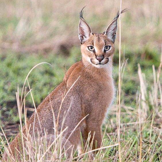 TriplepSafaris's tweet photo. It's a new month and a new week ahead of us. Back in the wild,  can you identify these animals? 

Photo 📷 credit Jonathan Kaelo

#WeKnowBetter #KnowKenya 
#NaturePhotography  #tembeakenya #magicalkenya #nature #wildlife #wildlifephotography #photography #Safari  #cats https://t.co/XChadRnT75