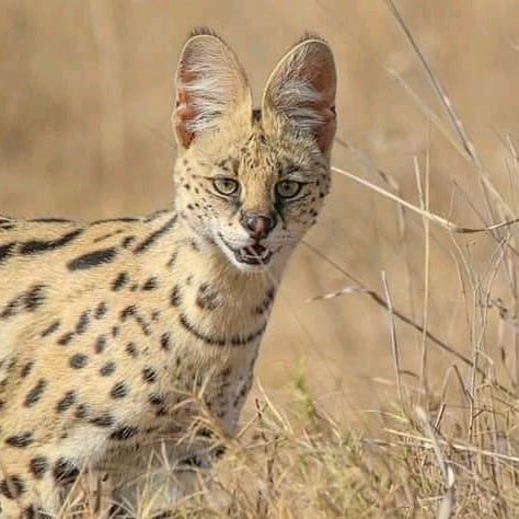 TriplepSafaris's tweet photo. It's a new month and a new week ahead of us. Back in the wild,  can you identify these animals? 

Photo 📷 credit Jonathan Kaelo

#WeKnowBetter #KnowKenya 
#NaturePhotography  #tembeakenya #magicalkenya #nature #wildlife #wildlifephotography #photography #Safari  #cats https://t.co/XChadRnT75