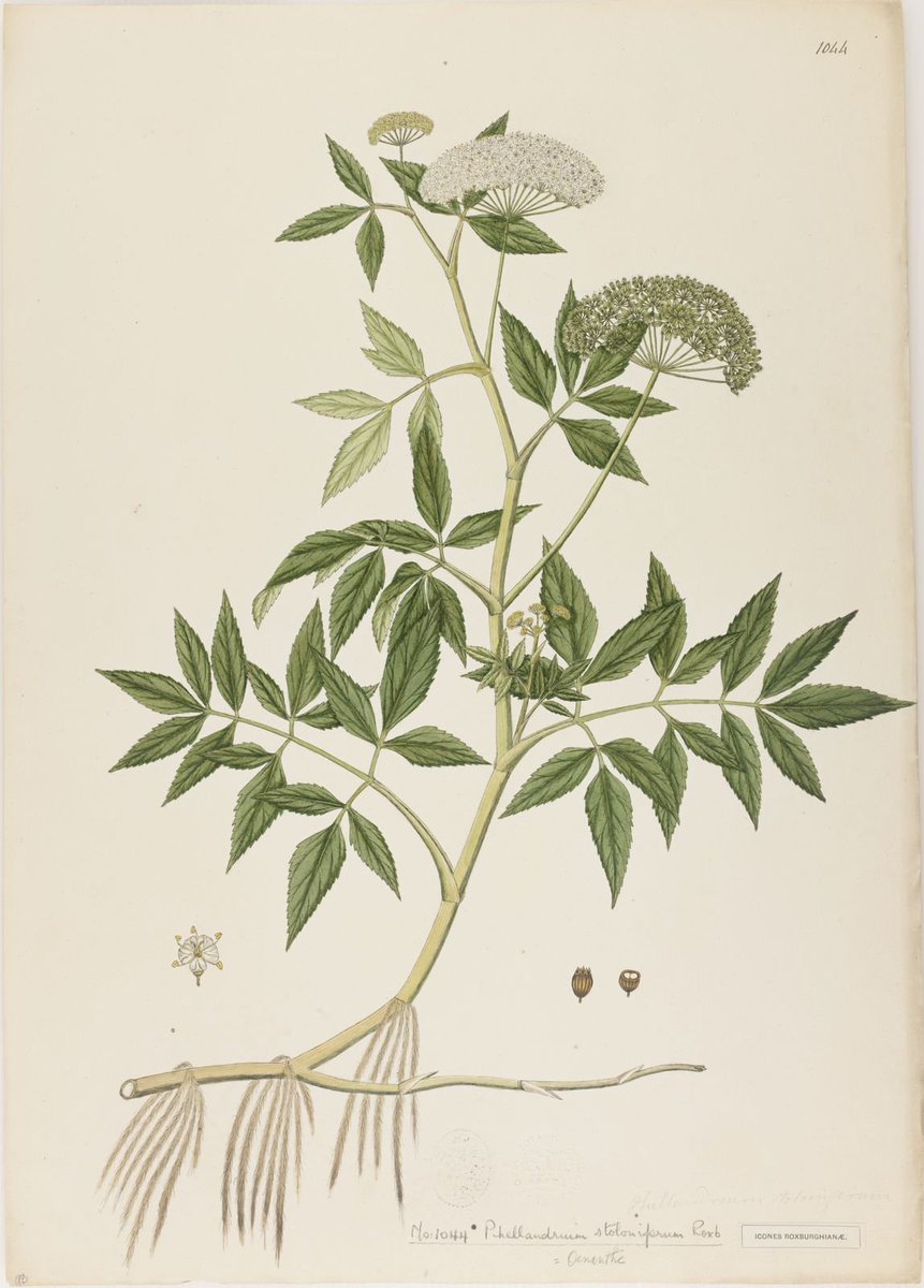 Potret Lawas tweet media