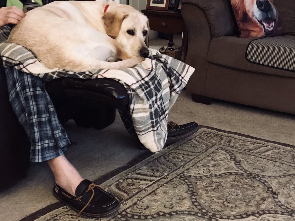 SignalSophie's tweet photo. Good morning! I got Mom and Dad up, went out, ate my breakfast, now, #morningnaptime with Dad in his recliner! #happypuppy π€π€π€π€ https://t.co/JFqVUfIAe8