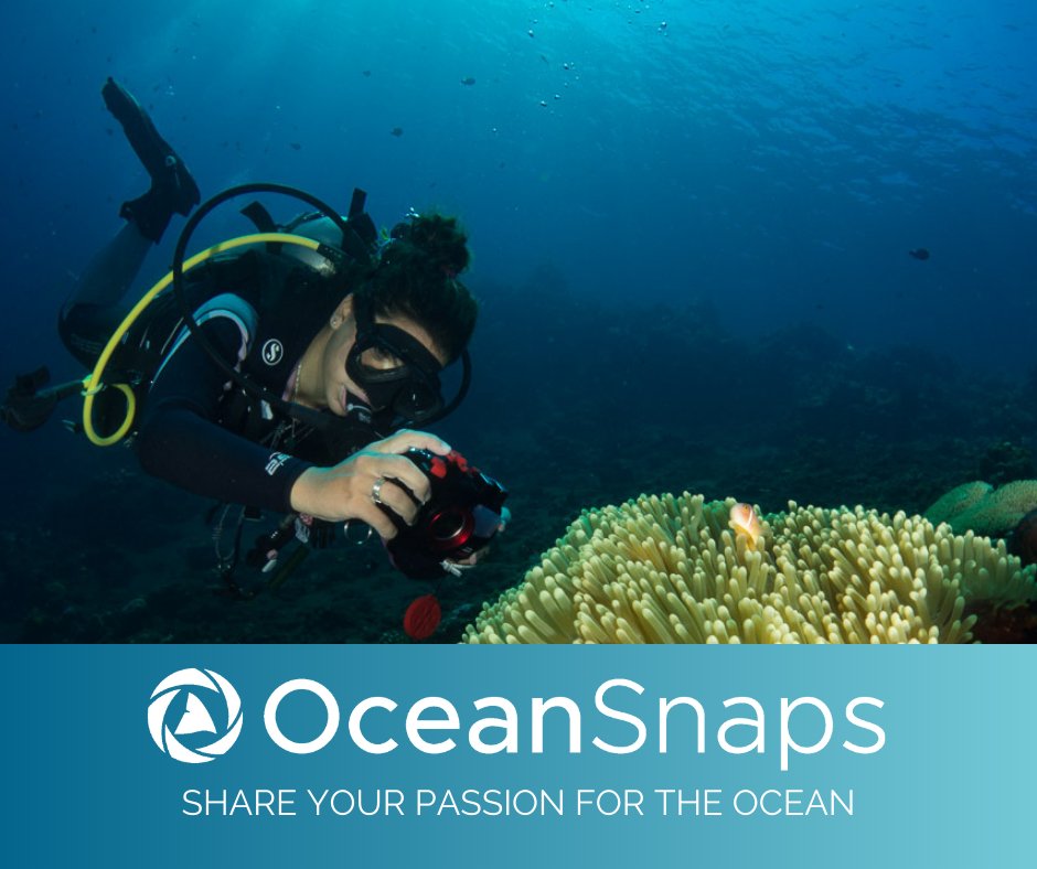 MantaTrust's tweet photo. Looking for a special gift for that manta-lover in your life? Or for yourself! Well look no further than our Commercial Supporters page where you'll find everything from beautiful manta jewellery to spiced rum and even underwater photography classes: https://t.co/MVZYNDWrfv https://t.co/hHvFrYp2VM