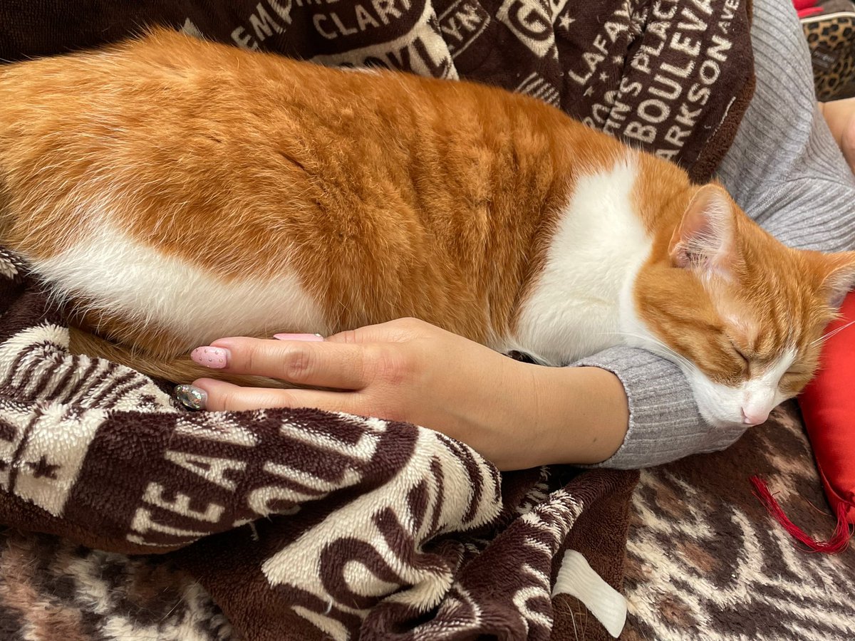 猫粗相