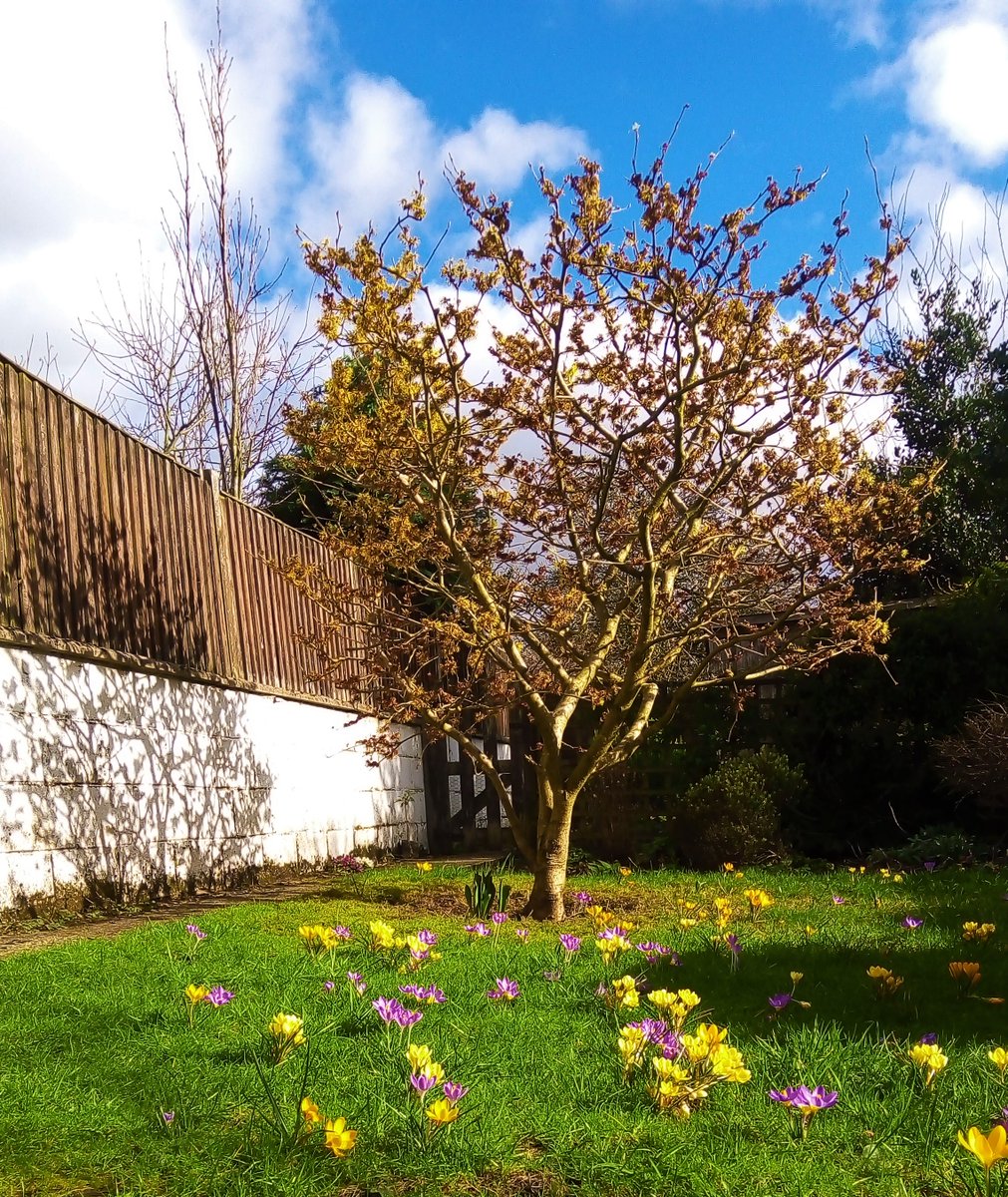Witch Hazel &amp; Crocus = Hope🙂
#ME #CFS #FM #myalgicE #MillionsMissing #MECFS #MEAction #pwme #ChronicFatigueSyndrome #MyE #spoonies #spoonie #painting #art #trees #garden #wellbeingthroughcreativity #health