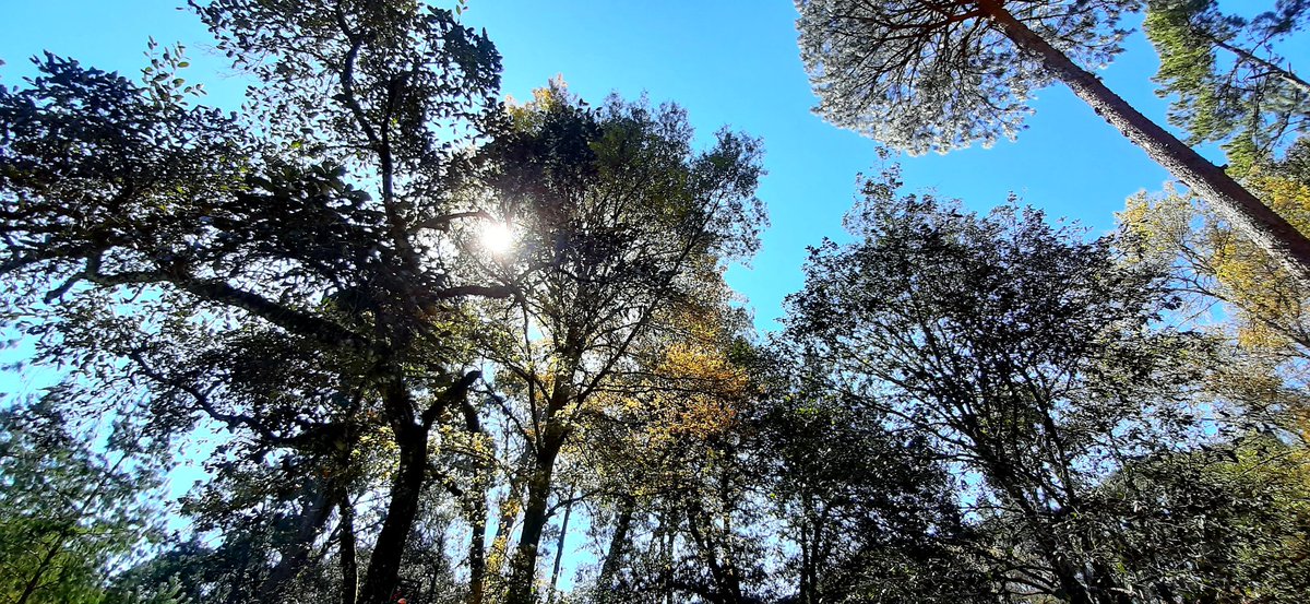 ZacAdventure's tweet photo. Recibimos a #Marzo con esta postal en @ZacAdventure 🌲🌲🌳
¡Qué esperas! 
Reserva con nosotros y pasa un fin de semana lleno de #naturaleza y #Aventura rodeado de #bosque.

WhatsApp: 797 146 2758
Teléfono fijo: 797 975 2152 https://t.co/f9dzXX81XP