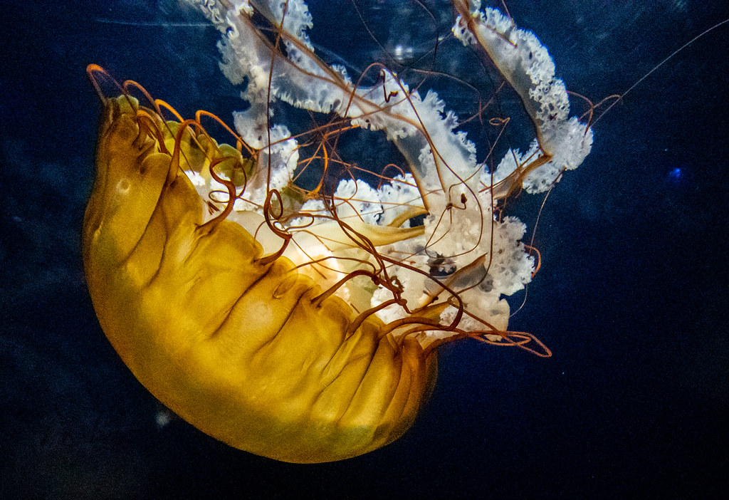 stories.starmind.org/sea-nettle-2/

This sea nettle suggests that you pick one place in you house and label it "safe place", so when you remember putting something in a safe place, there is only one place it can be.Okay, it's not the sea nettle saying this.  ...