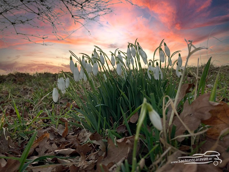 Heute ist Meteorologischer Frühlingsanfang.
Die Bäume schlagen aus, das Wohnmobil will raus!
Liebe WoMo-Freunde, wir wünschen Euch einen wunderbaren Start in die neue Freiluftsaison.
#sachsencaravan #wohnmobilhändler #frühling #fernweh #adria #clever #hobby #pössl #rapido