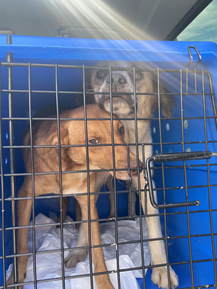 casadoviralata's tweet photo. Acabei de resgatar 1 mãe c 5 filhotes (eram 7, 2 morreram atropelados)
Junto com a mamãe tinha um outro cão muito dócil e simpático, não consegui deixá-lo também é trouxe comigo
Irei pagar lar temporário para todos. Preciso de revolution para pulga em filhotes tb
Me ajudam nessa? https://t.co/VLDpBSOW6E