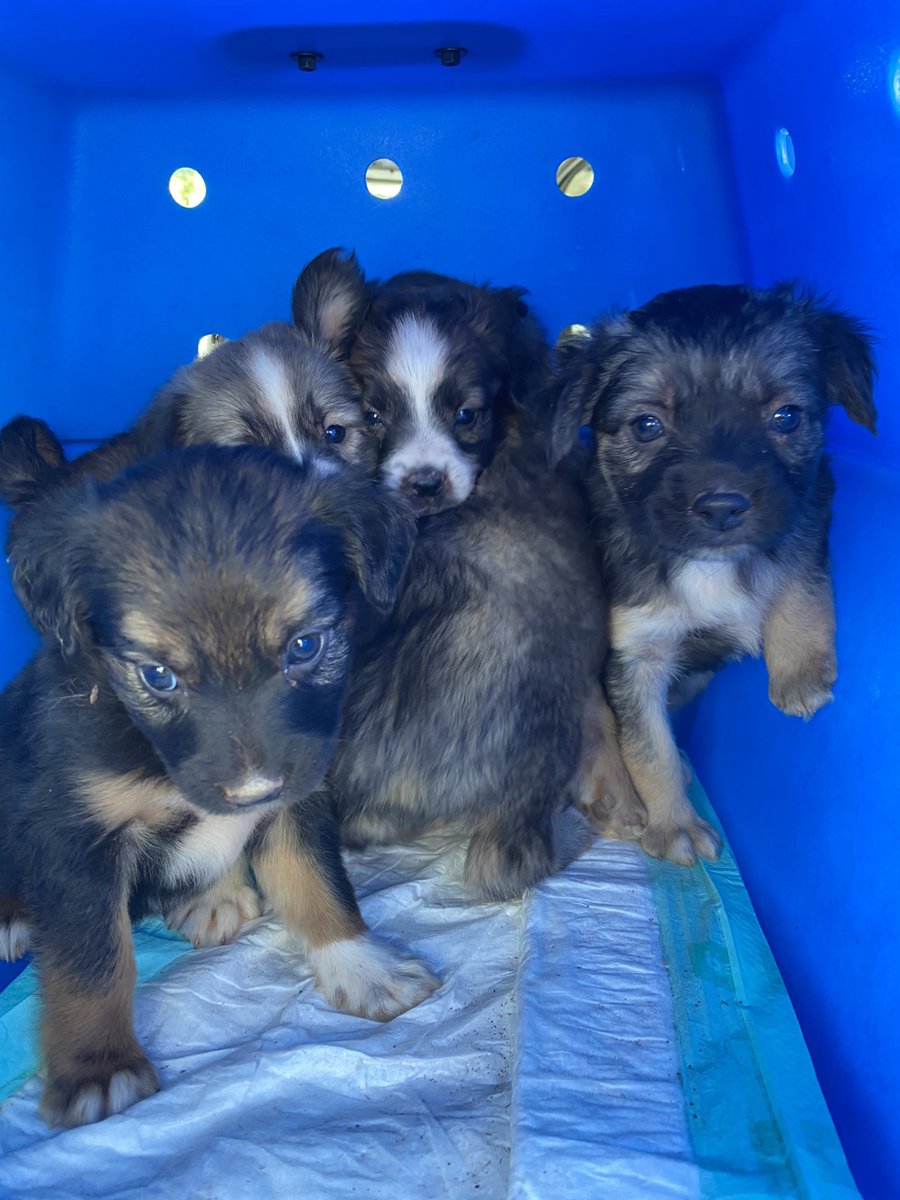 casadoviralata's tweet photo. Acabei de resgatar 1 mãe c 5 filhotes (eram 7, 2 morreram atropelados)
Junto com a mamãe tinha um outro cão muito dócil e simpático, não consegui deixá-lo também é trouxe comigo
Irei pagar lar temporário para todos. Preciso de revolution para pulga em filhotes tb
Me ajudam nessa? https://t.co/VLDpBSOW6E