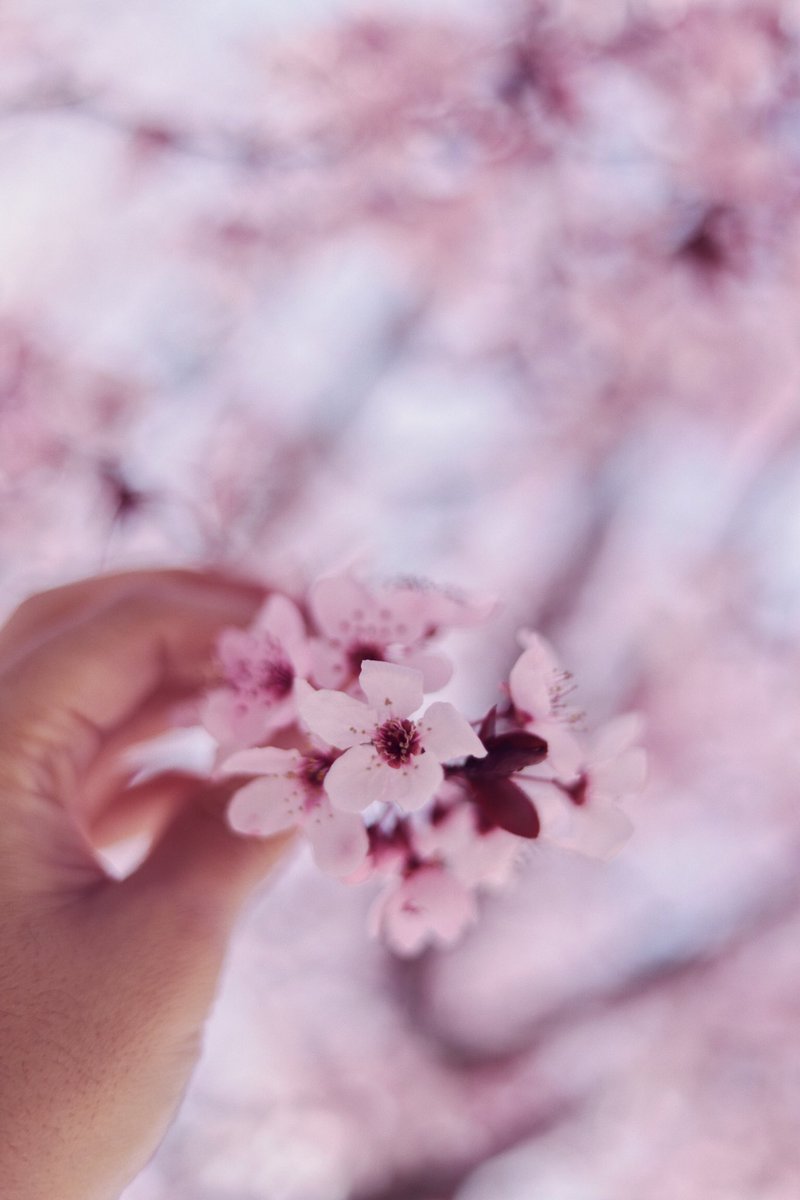 aynil_'s tweet photo. 🌸🤍 https://t.co/QdL9AoVVCb
