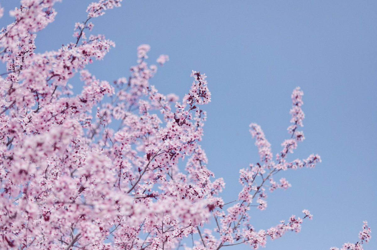 aynil_'s tweet photo. 🌸🤍 https://t.co/QdL9AoVVCb