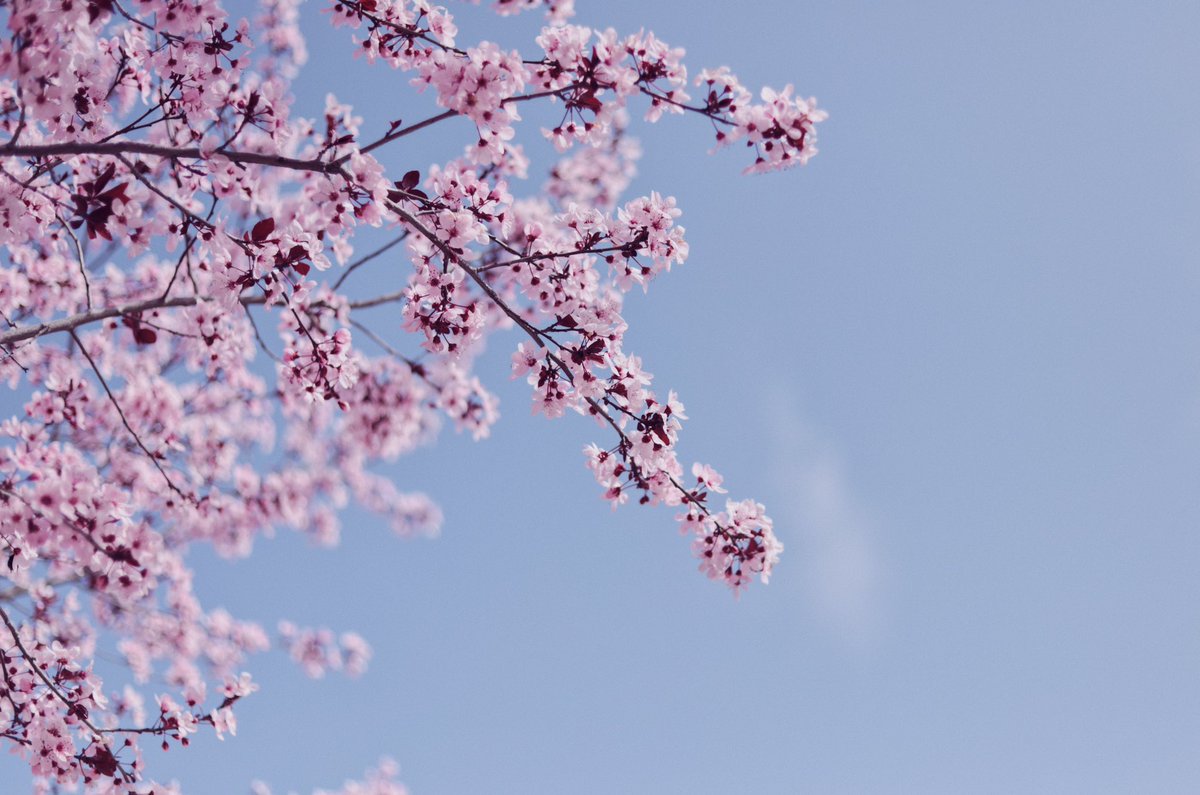 aynil_'s tweet photo. 🌸🤍 https://t.co/QdL9AoVVCb
