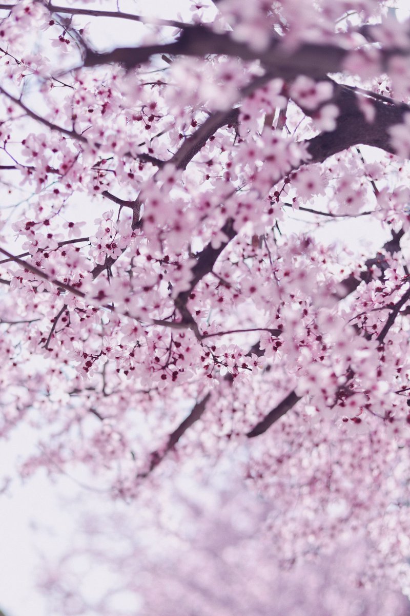 aynil_'s tweet photo. 🌸🤍 https://t.co/QdL9AoVVCb