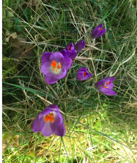 #Krokusse . . . ein Zeichen, dass der #Frühling schon sehr nahe ist . . . wie habe ich mich doch gefreut . . . und Ihr ? Worüber habt Ihr Euch zuletzt gefreut ?