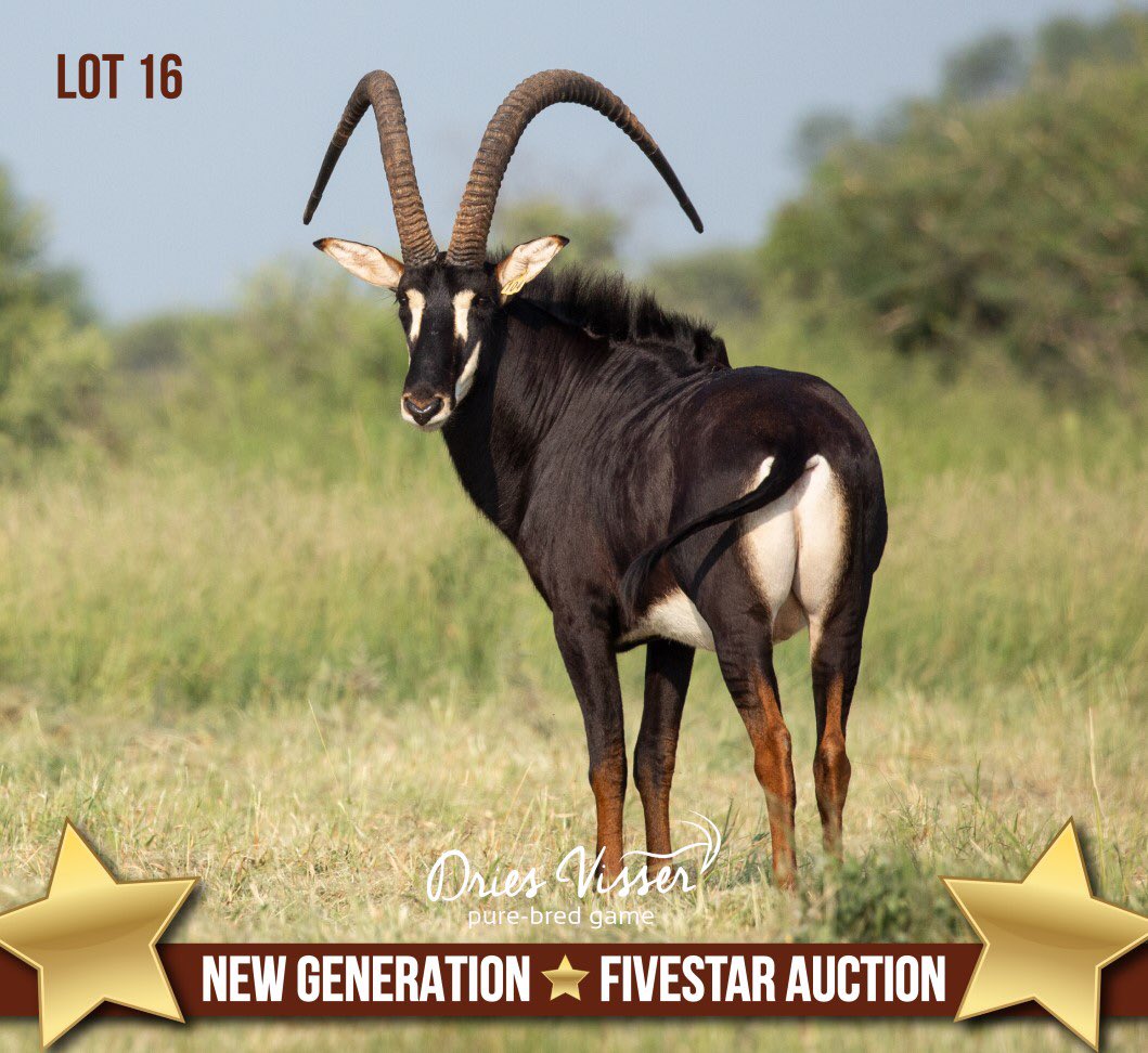 DriesVisserGame's tweet photo. 𝗧𝗛𝗔𝗡𝗞 𝗬𝗢𝗨❗
A big thank you to all the buyers, underbidders and everyone who contributed to making our auctions a great success! Our guest sellers for participating in these auctions and Wildswinkel for assisting us in presenting both auctions. #driesvisser #purebred #new https://t.co/Ts5Tw42Js4