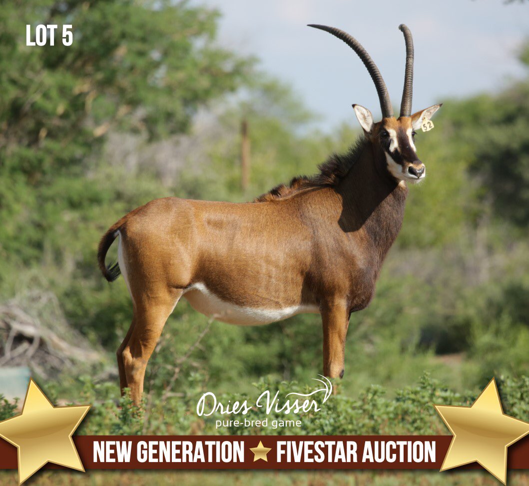 DriesVisserGame's tweet photo. 𝗧𝗛𝗔𝗡𝗞 𝗬𝗢𝗨❗
A big thank you to all the buyers, underbidders and everyone who contributed to making our auctions a great success! Our guest sellers for participating in these auctions and Wildswinkel for assisting us in presenting both auctions. #driesvisser #purebred #new https://t.co/Ts5Tw42Js4