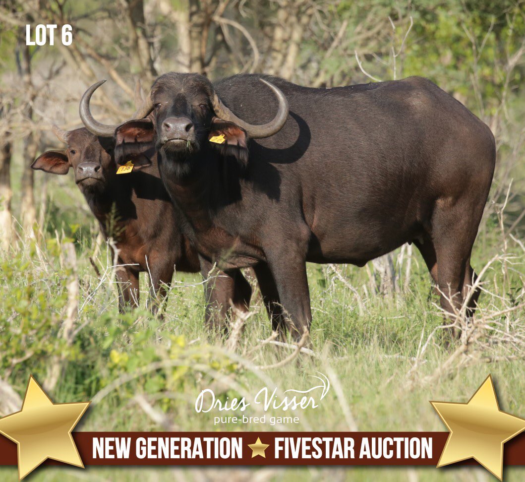DriesVisserGame's tweet photo. 𝗧𝗛𝗔𝗡𝗞 𝗬𝗢𝗨❗
A big thank you to all the buyers, underbidders and everyone who contributed to making our auctions a great success! Our guest sellers for participating in these auctions and Wildswinkel for assisting us in presenting both auctions. #driesvisser #purebred #new https://t.co/Ts5Tw42Js4