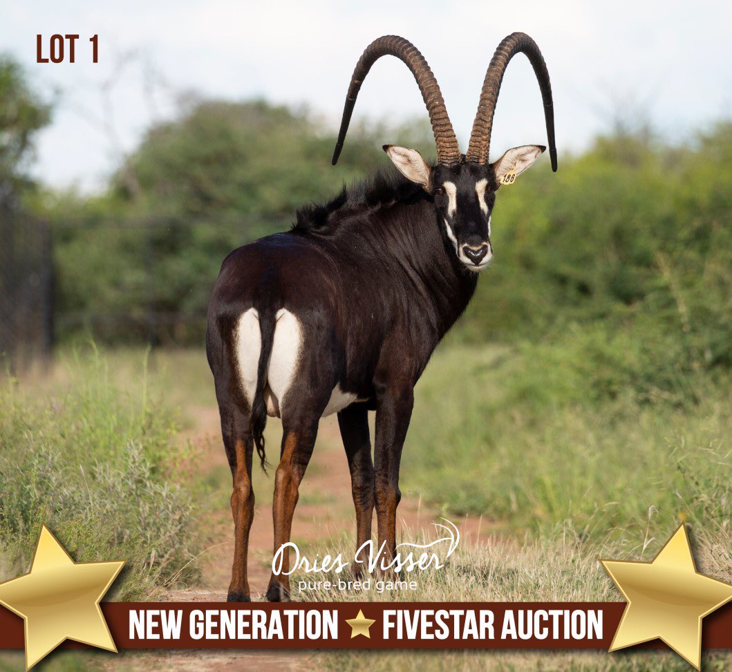 DriesVisserGame's tweet photo. 𝗧𝗛𝗔𝗡𝗞 𝗬𝗢𝗨❗
A big thank you to all the buyers, underbidders and everyone who contributed to making our auctions a great success! Our guest sellers for participating in these auctions and Wildswinkel for assisting us in presenting both auctions. #driesvisser #purebred #new https://t.co/Ts5Tw42Js4