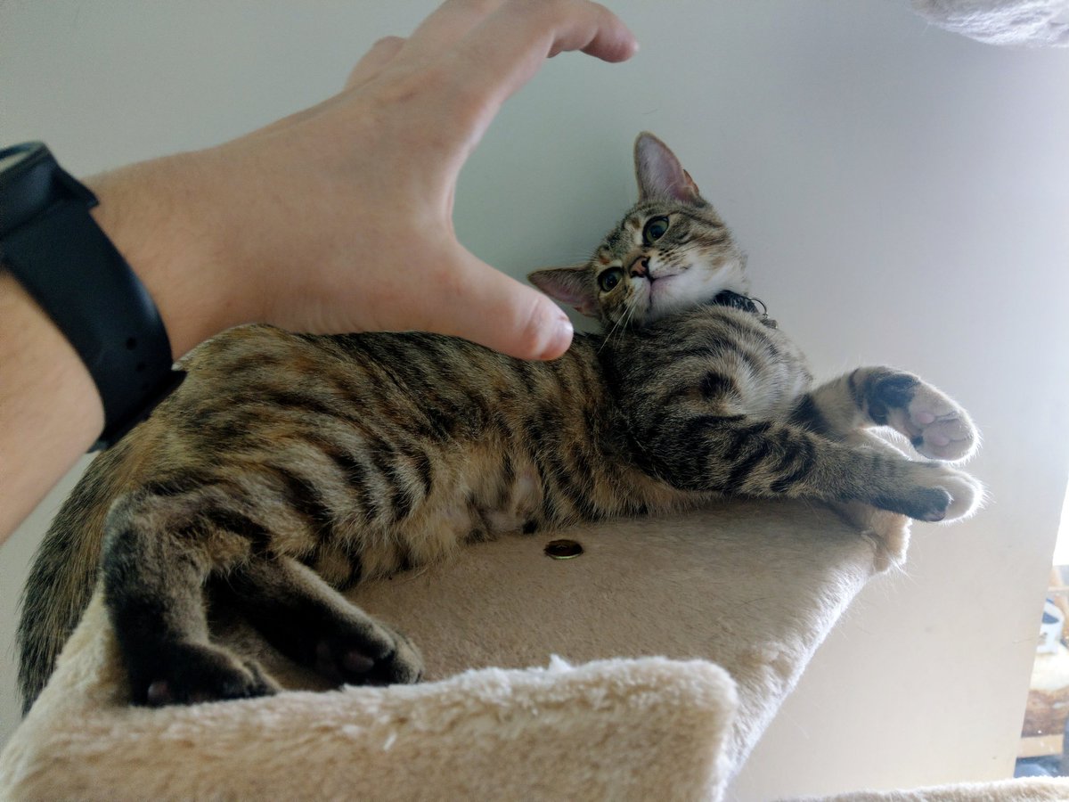 MikePest's tweet photo. Mar 01 - Beware the claw, kitten, as I beware yours! ๐พ #CatADay #personalinjury #whyismyhandbleeding #catdamage https://t.co/QdXtKsymmf https://t.co/hGdQmAfMCM