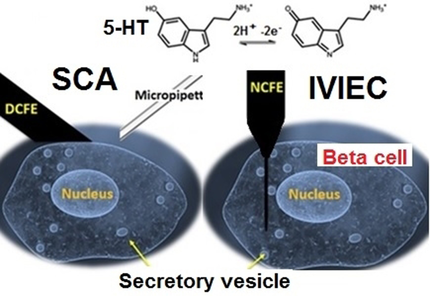 angew_chem's tweet photo. Nanoscale #Amperometry Reveals that Only a Fraction of Vesicular Serotonin Content is Released During Exocytosis from #BetaCells (Ewing) @uniofgothenburg @UniofOxford https://t.co/6xShRBQyT1 https://t.co/ndXEY7Cclw