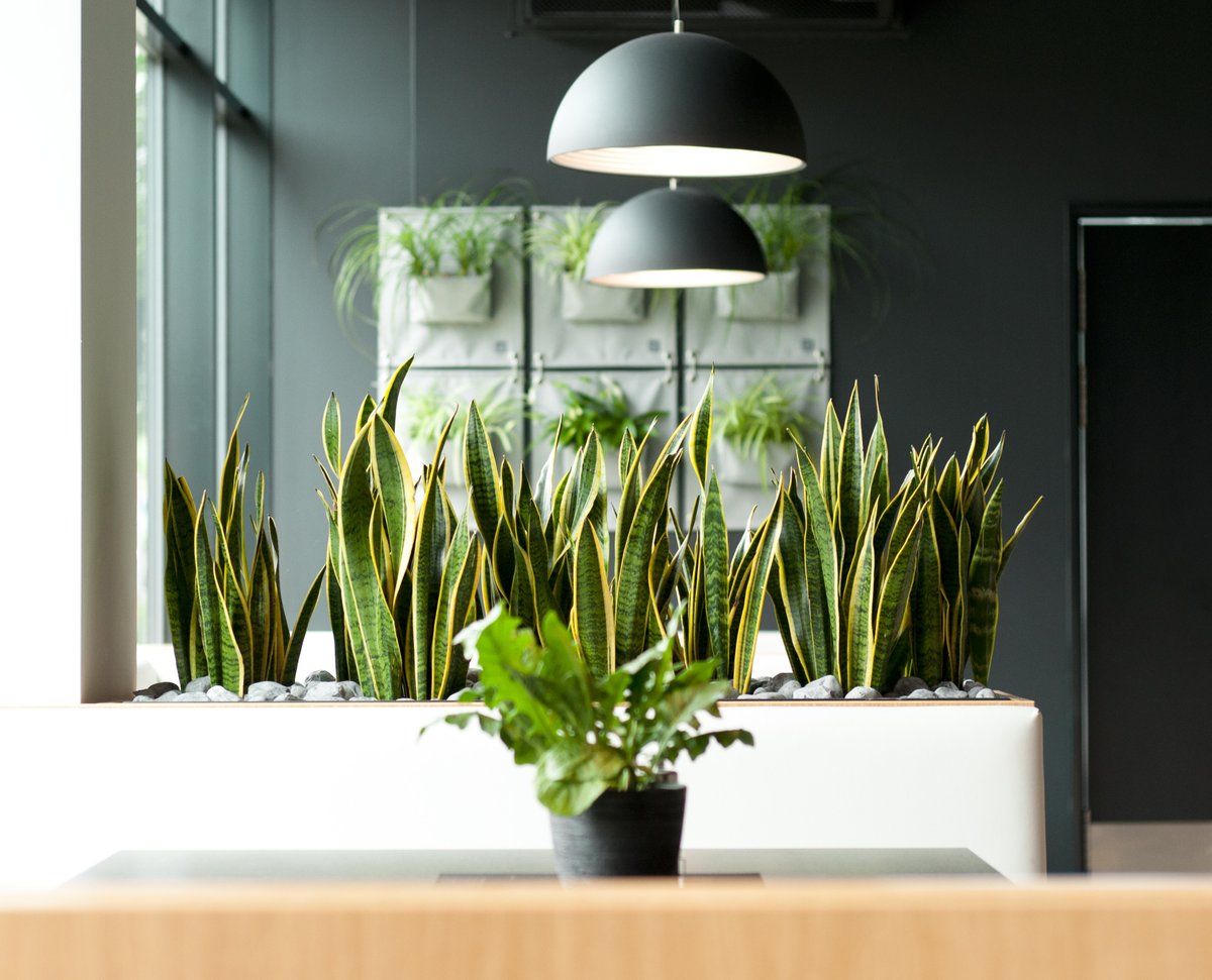 BloomingWalls's tweet photo. Elegant interior with beautiful plants.🌿

#bloomingwalls #thegreenpockets #colors #lovely  #plants #greenthumb #homedecor #decorations #decorate#urbangardening #urbangarden #garden #gardening #urbanjungle #greenfingers #greenthumb  #inspiration #secretsofgreen #plantslover https://t.co/FQVjnfuCXd