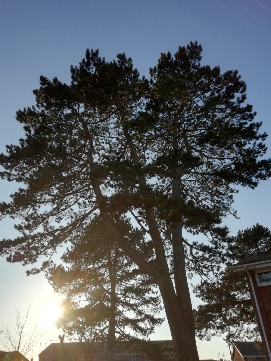 KatVidler's tweet image. I'm crap at taking photos but these trees have done themselves justice - aren't they gems?!! 🌎🌲🌳 #protectourtrees