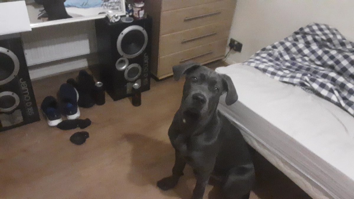 MPSBrent's tweet photo. Appeal: We are looking to find anyone who witnessed or has information regarding a dog who was stolen today at knife point from his owner in Wembley. The dog has a distinctive patch of white fur on his front. If seen please call 999 quoting 1904634/21 or CAD 1532/01MAR21 https://t.co/IWkEAYEzxo