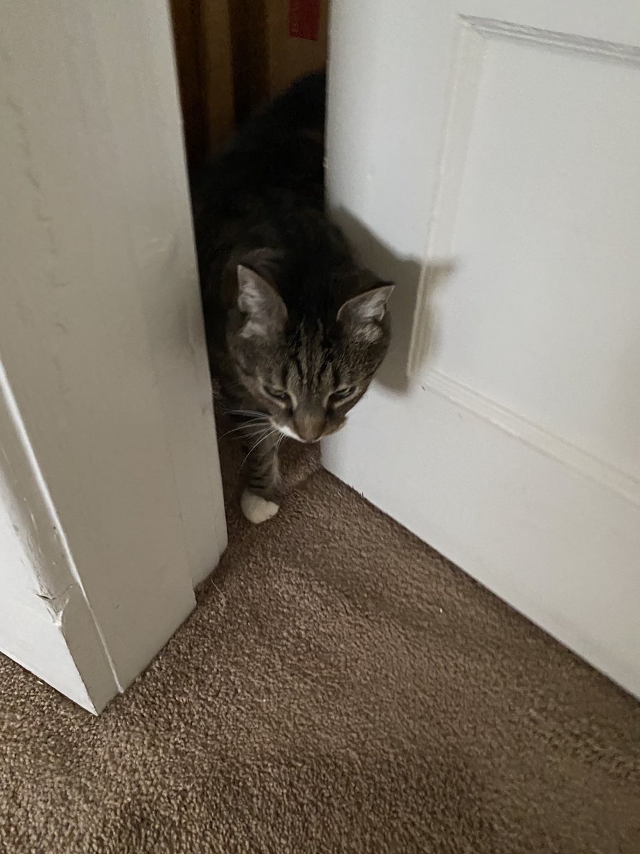 Guess who is out of house detention today?  I am!!  So much investigating and cheek marking to do around the house.   Feeling good. Will get some lab work done in two weeks to see what is going on with the thyroid.