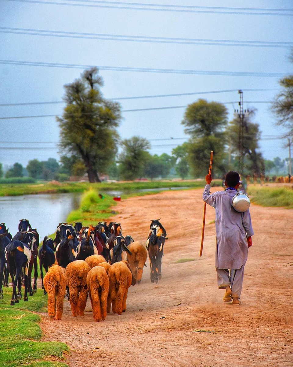 LandofPakistan's tweet photo. Untold Stories of Pakistan 🇵🇰 

Shepherds of Pakistan 

©️ Muhammad Abbas https://t.co/dMz6Qwg1Sc