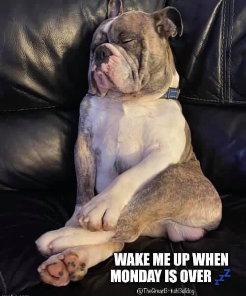 theGBbulldog's tweet photo. The Monday blues 😂😂

#bulldog #bulldogsoftwitter #dogsoftwitter #bulldogs #bulldogpuppy #bulldogpuppies #englishbulldog #englishbulldogs #britishbulldog #britishbulldogs #bulldognation #bulldogpics #bulldogmoments #bulldogmemes #bulldogoftheday #shareabull https://t.co/ToHct0OSqy