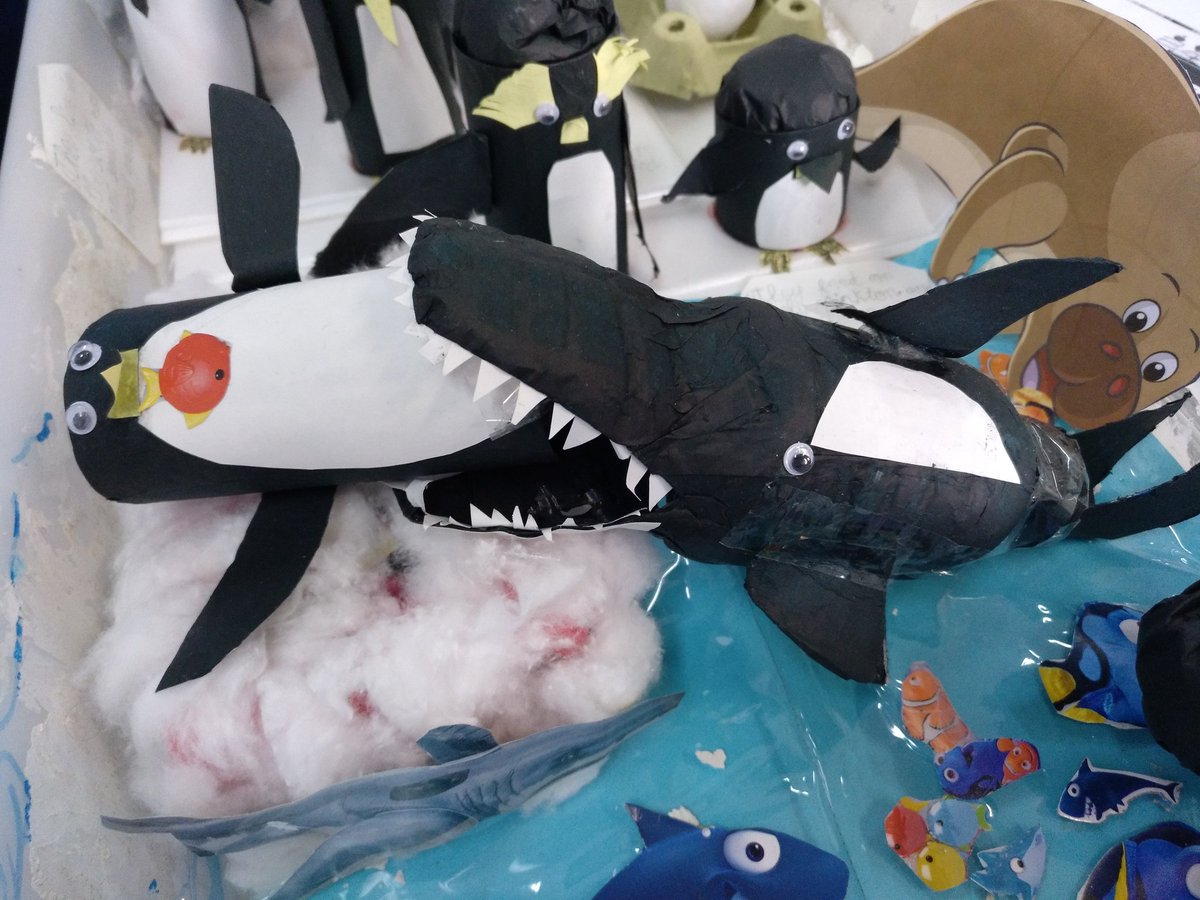 CofinoAngela's tweet image. And what about how one kid has represented a food chain? 🐧 eats a 🐟 and the 🐳 eats the penguin!! 
And also how male penguins hatch eggs. Superb!!!!😍😍😍
@CPBVentanielles 
#bilingualeducation
#showandtell
#kidsresearch
#penguinsrule