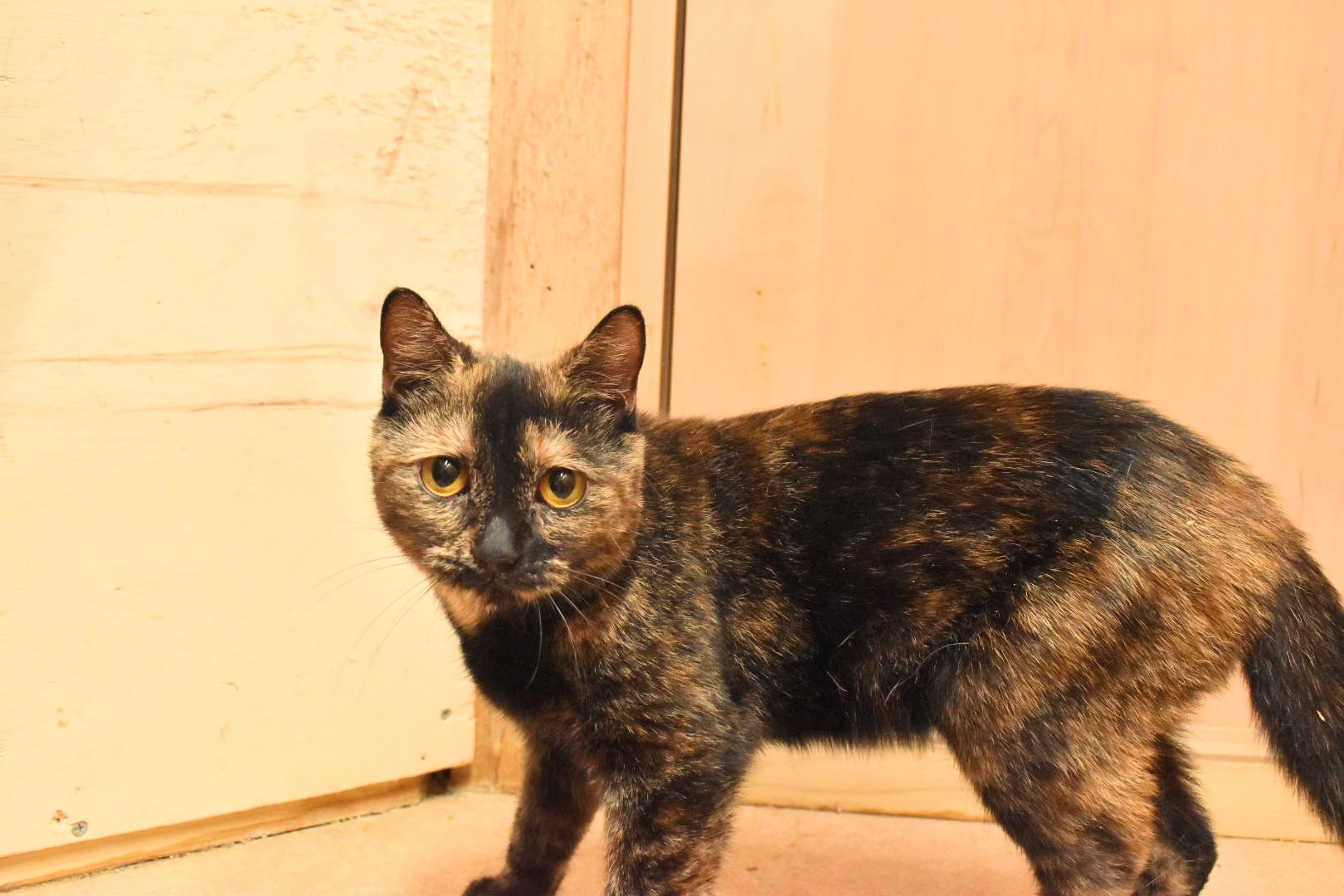 Cat Breeder アセイ 猫 マンチカン サビ猫の日 サビ猫本祭り21 トーティシェル 女の子 ブリーダー アセイ 猫ブリーダー 子猫 直販 みんなの子猫ブリーダー 猫スタグラム T Co X50nhvjm8y Twitter Cat Breeder アセイ 猫 マンチカン サビ猫の日 サビ猫本祭り21 トーティシェル 女の子 ブリーダー アセイ 猫ブリーダー 子猫 直販 みんなの子猫ブリーダー 猫スタグラム T Co X50nhvjm8y Twitter