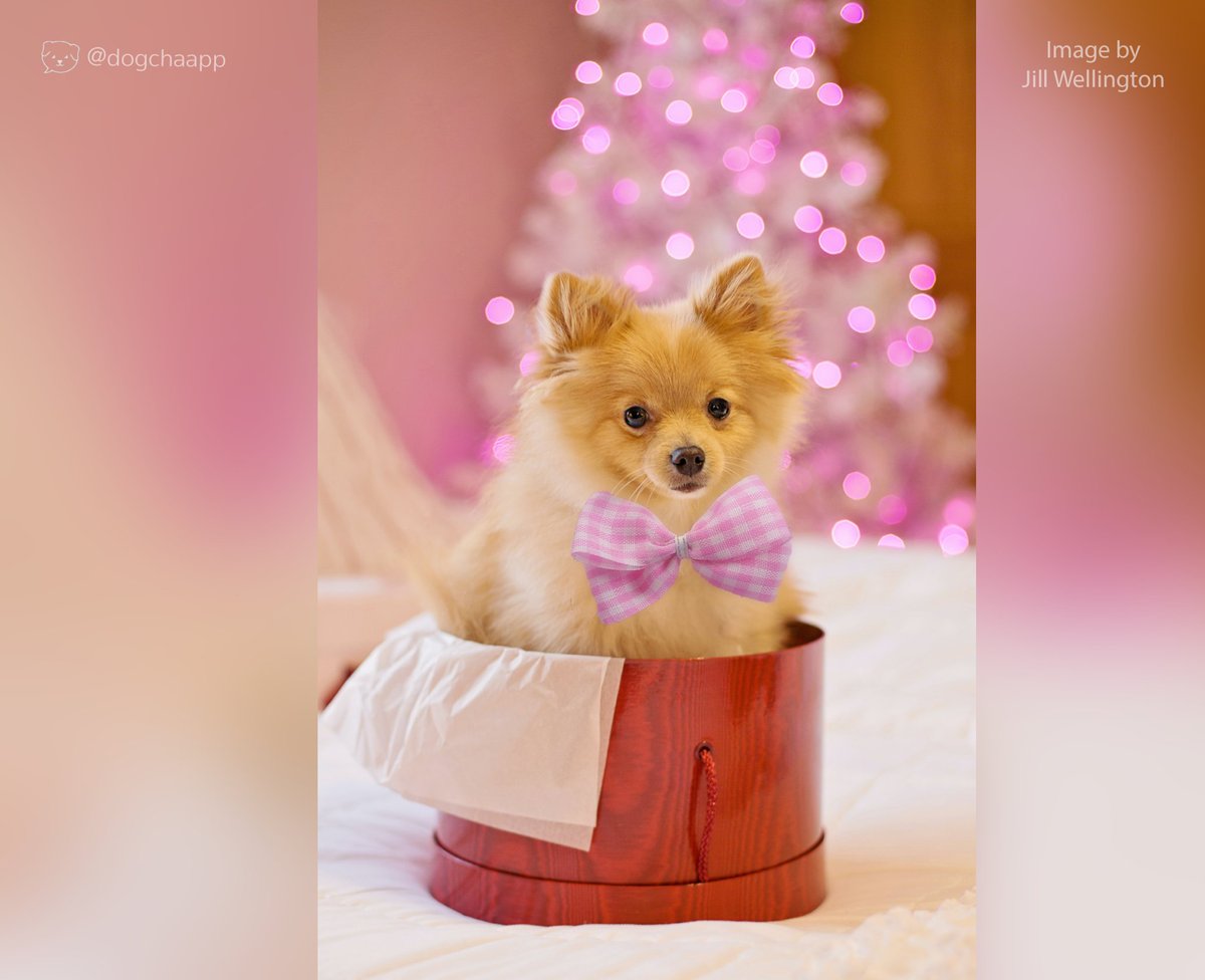 DogChaApp's tweet photo. 💕 #doggy #dogs #perros #hunde #cani #chiens #psi #cachorros #çaes #dogcha #dogchaapp https://t.co/jH0LvbeE1E