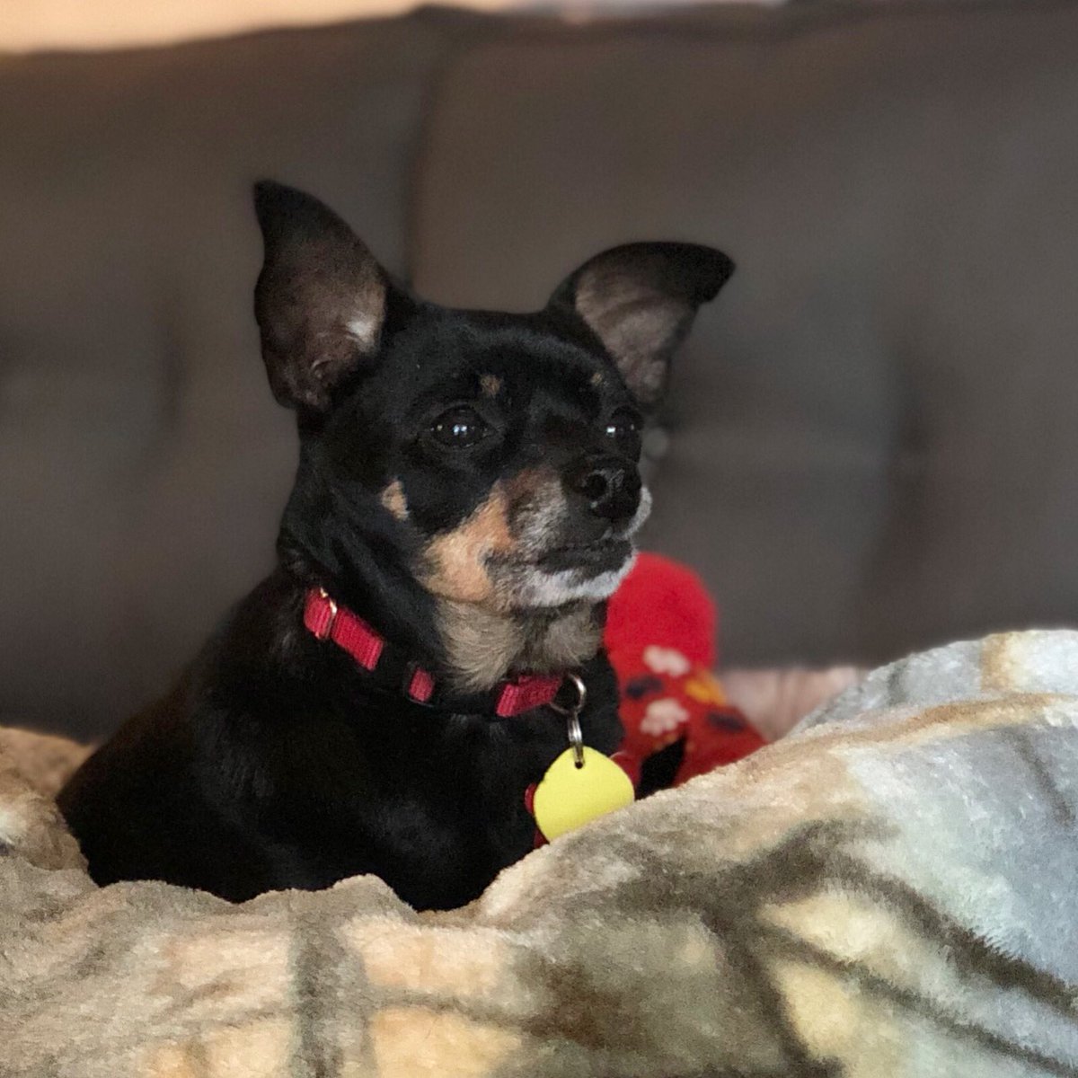 MavisBeacon10's tweet photo. On the lookout #dogslife https://t.co/ZnMXfJK3gN