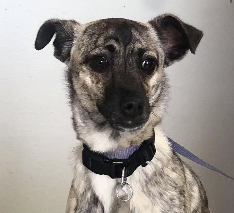 Pennies From Heaven is a sweet nine month old pup. She is a little shy but likes other dogs. She is spayed, microchipped and current on vaccinations. Los Angeles. 

Adoption applications at ghettorescue.org
info@ghettorescue.org