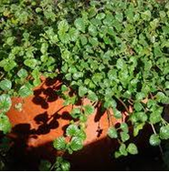 moosacreek's tweet photo. News, Native Plant Availability for March https://t.co/CsRLElenld https://t.co/VQ6egdUBAO