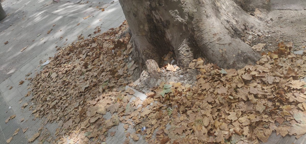 Uololo_'s tweet photo. Cómo que ya estamos en Otoño? https://t.co/55k4gH86zG