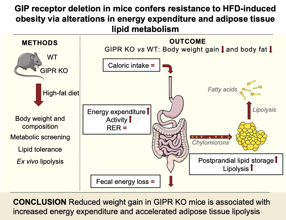 AJPEndoMetab's tweet photo. Reduced weight gain in #GIPR #knockoutmice is associated with increased energy expenditure and accelerated adipose tissue lipolysis; new #ResearchArticle in press:
https://t.co/g0GNWQoAS4
#lipolysis #adiposetissue #obesity #lipidmetabolism @uni_copenhagen @unimelb https://t.co/7Ux6xN2Ds1