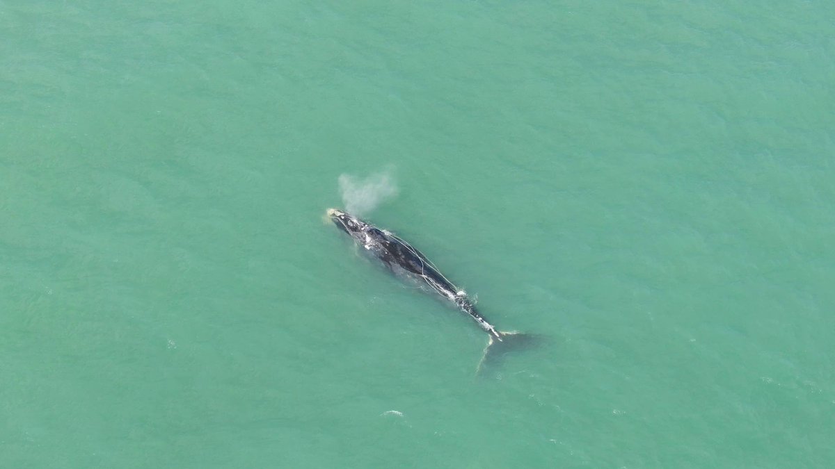 CenterOceanLife's tweet image. 1/3 For 40+ years, our #RightWhaleResearch team has worked tirelessly to study and protect the #NorthAtlanticRightWhale.

📷: FWC/Joey Antonelli, taken under NOAA permit #18786. Entangled male right whale, Cottontail.