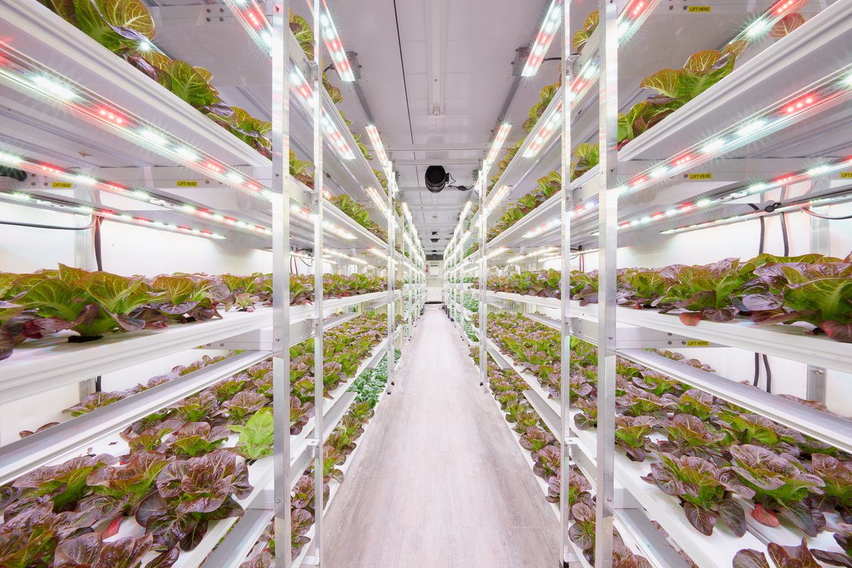 am·pli·fied·ag | leading #agtech company that engineers #indoorfarms from upcycled shipping containers with a proprietary OS utilizing disruptive #seedtosale SaaS technologies. Scalable, Compact and Resilient.

#indoorag #foodtech #agrifoodtech #agritech #innovation #technology