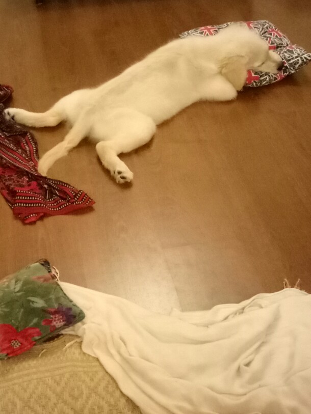 Kaiwalya Limaye tweet media